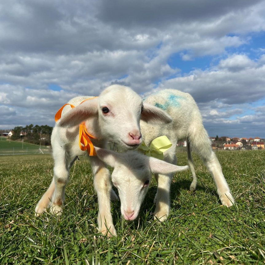 Březnový farmářský trh láká na ovčí speciality a cibuloviny