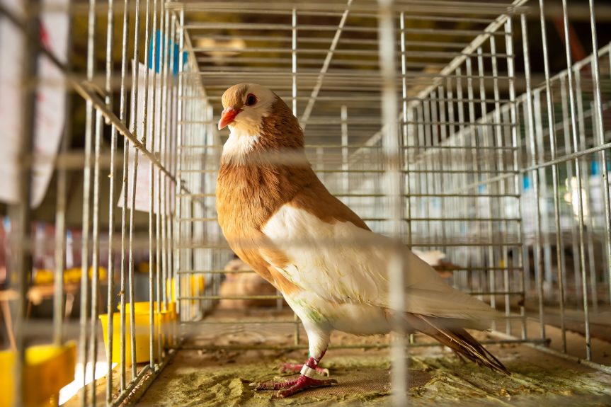 Jarní výstava drobného zvířectva