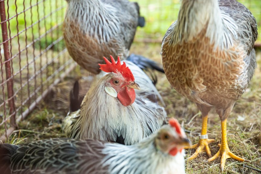Horácká výstava drobného zvířectva