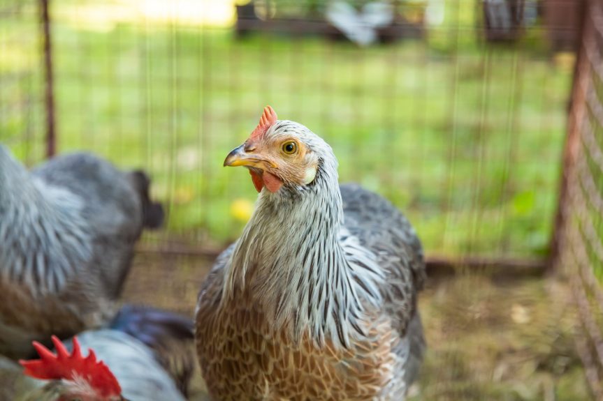 Jarní výstava drobného zvířectva