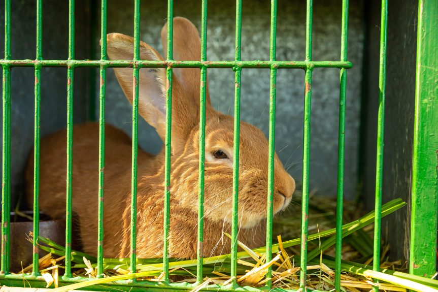 Horácká výstava drobného zvířectva