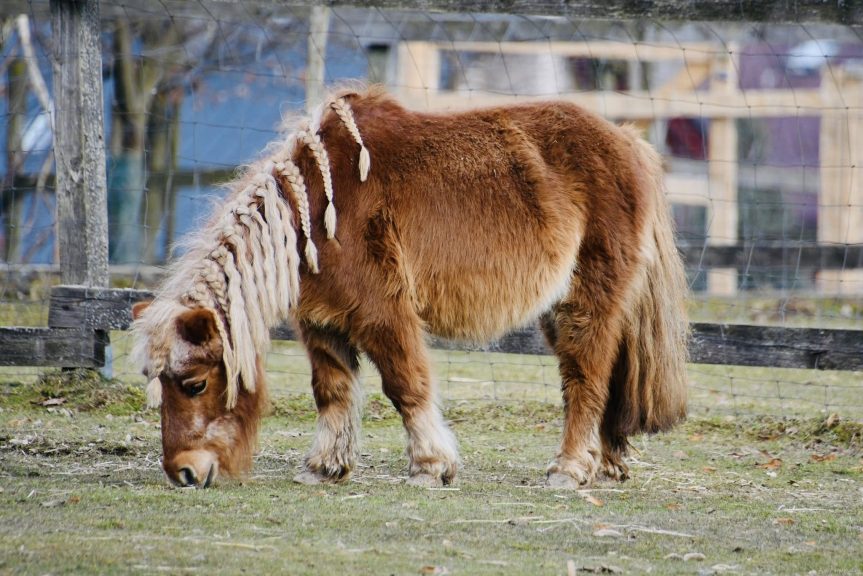 Zvířátka v novoměstském zookoutku vítají jaro